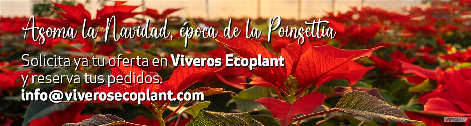 Poinsettia